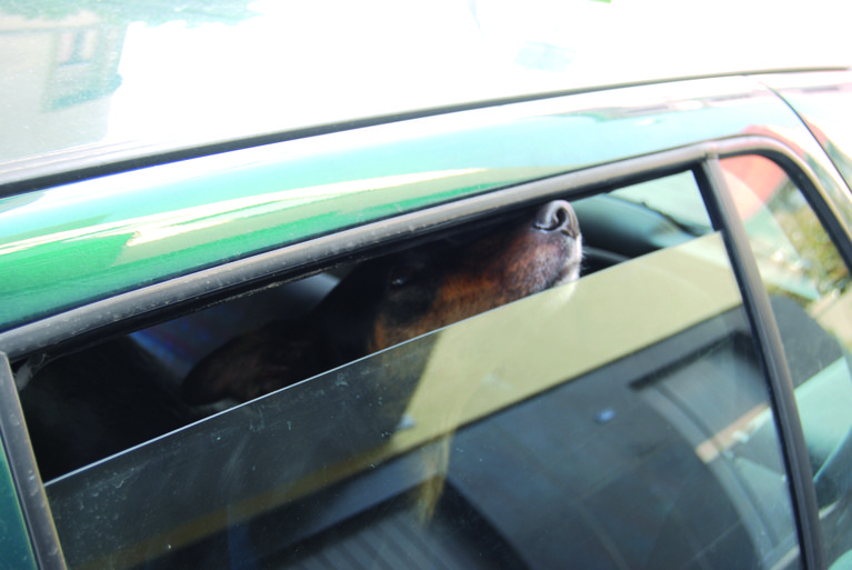 Hund im Auto